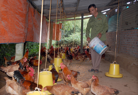Giống gà ri lai của gia đình CCB Ngô Hồng Hải được thị trường ưa chuộng.